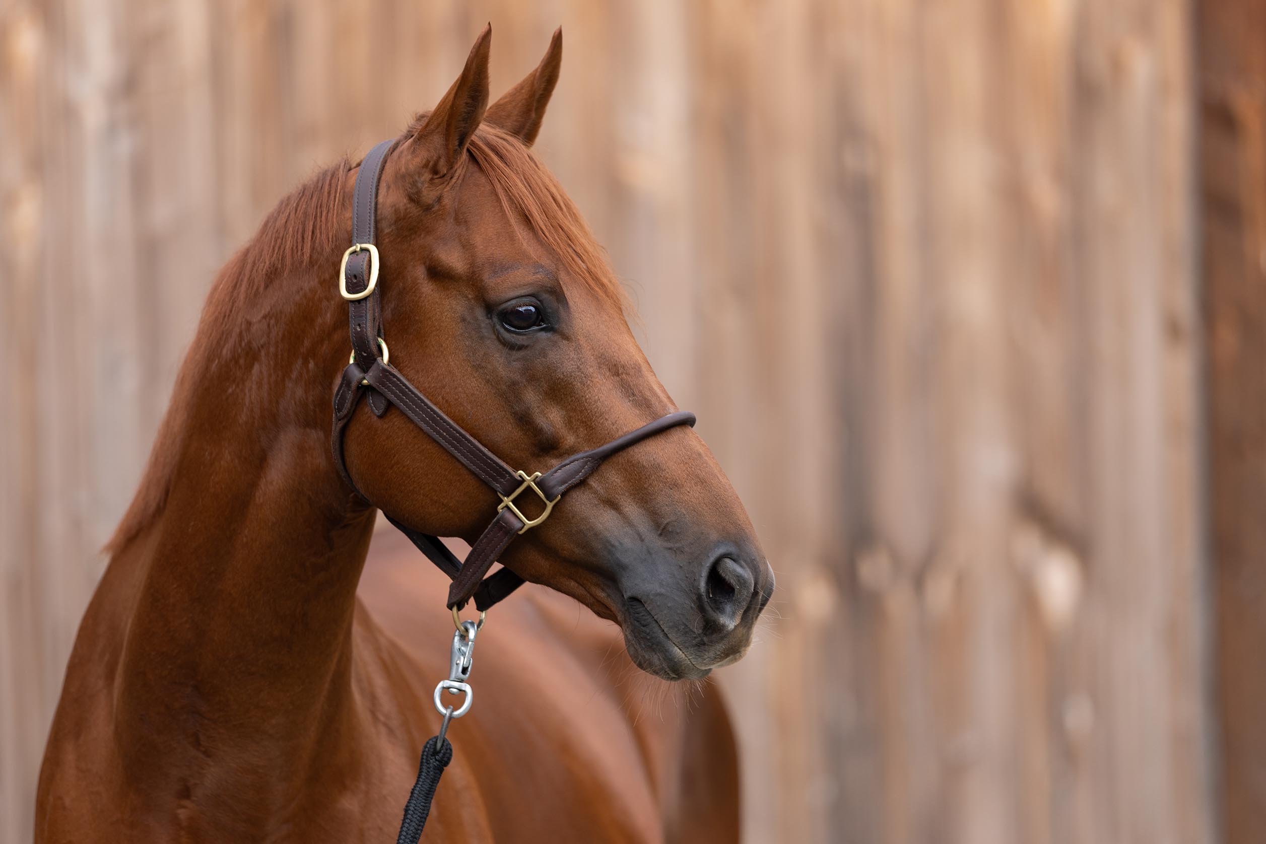 Deckhengst Tünnes im Portrait am 09.10.2025 im Gestüt Etzean.  Copyright by Marc Ruehl - Veroeffentlichung nur gegen Honorar (zzgl.MwSt), Namensnennung und Beleg, Bank Routing Number: BIC GENODED1PAF, Bank Account Number: IBAN DE04 3706 2600 1201 6180 17, Steuer-Nr.: 203/5266/0306, Ust_Id_Nr.: De 100281417, Zur Gaulshuette 29, 50181 Bedburg, Phone: +49-(0)2272-83351, www.marcruehl.com, info@marcruehl.com, Speichern in Bilddatenbanken oder Vervielfältigung ist ohne schriftliche Genehmigung nicht gestattet. Für redaktionelle Nutzung - gegen Honorarzahlung - freigegeben. Bei nicht journalistischer Verwendung bitten wir um Rücksprac