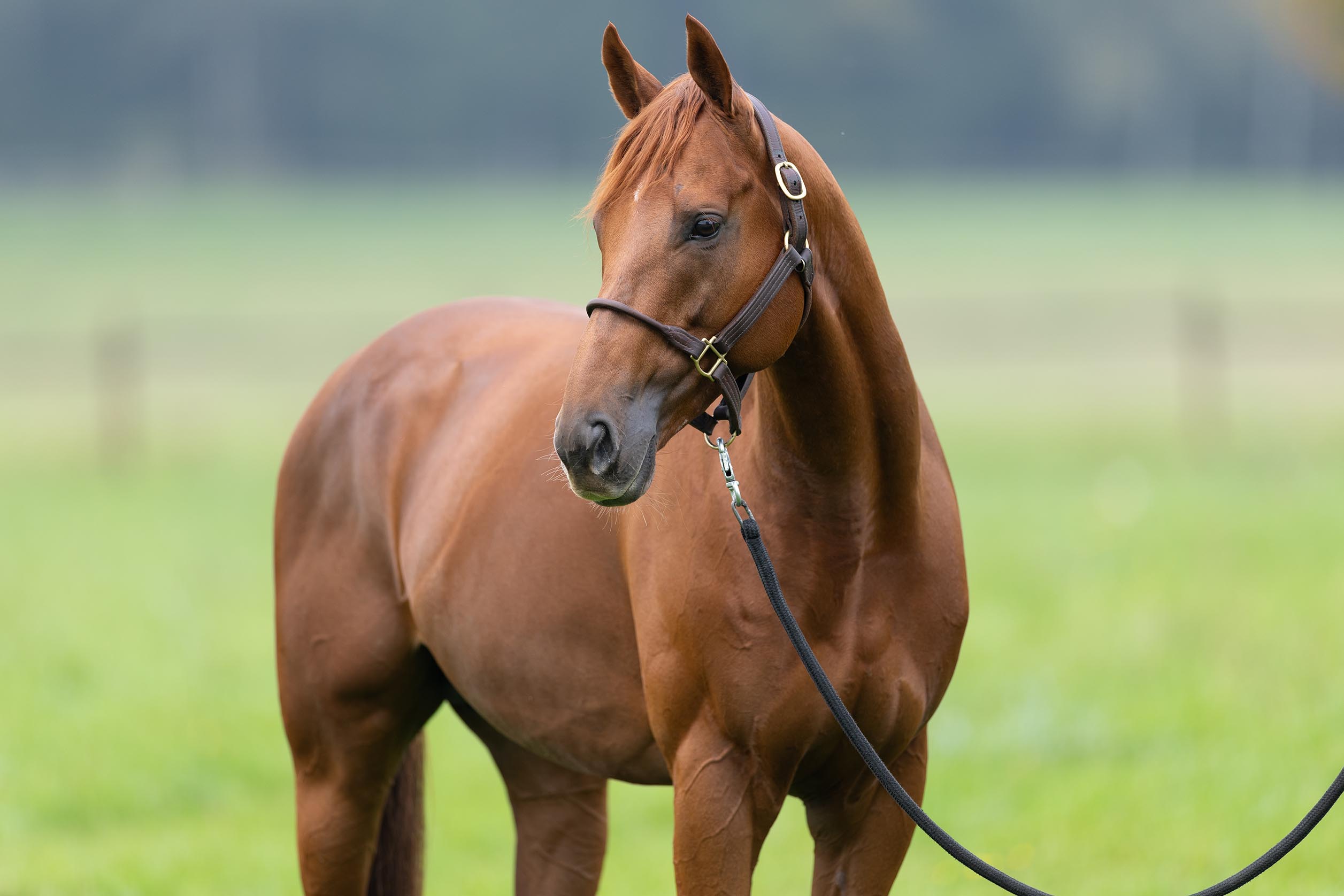 Deckhengst Tünnes im Portrait am 09.10.2025 im Gestüt Etzean.  Copyright by Marc Ruehl - Veroeffentlichung nur gegen Honorar (zzgl.MwSt), Namensnennung und Beleg, Bank Routing Number: BIC GENODED1PAF, Bank Account Number: IBAN DE04 3706 2600 1201 6180 17, Steuer-Nr.: 203/5266/0306, Ust_Id_Nr.: De 100281417, Zur Gaulshuette 29, 50181 Bedburg, Phone: +49-(0)2272-83351, www.marcruehl.com, info@marcruehl.com, Speichern in Bilddatenbanken oder Vervielfältigung ist ohne schriftliche Genehmigung nicht gestattet. Für redaktionelle Nutzung - gegen Honorarzahlung - freigegeben. Bei nicht journalistischer Verwendung bitten wir um Rücksprac