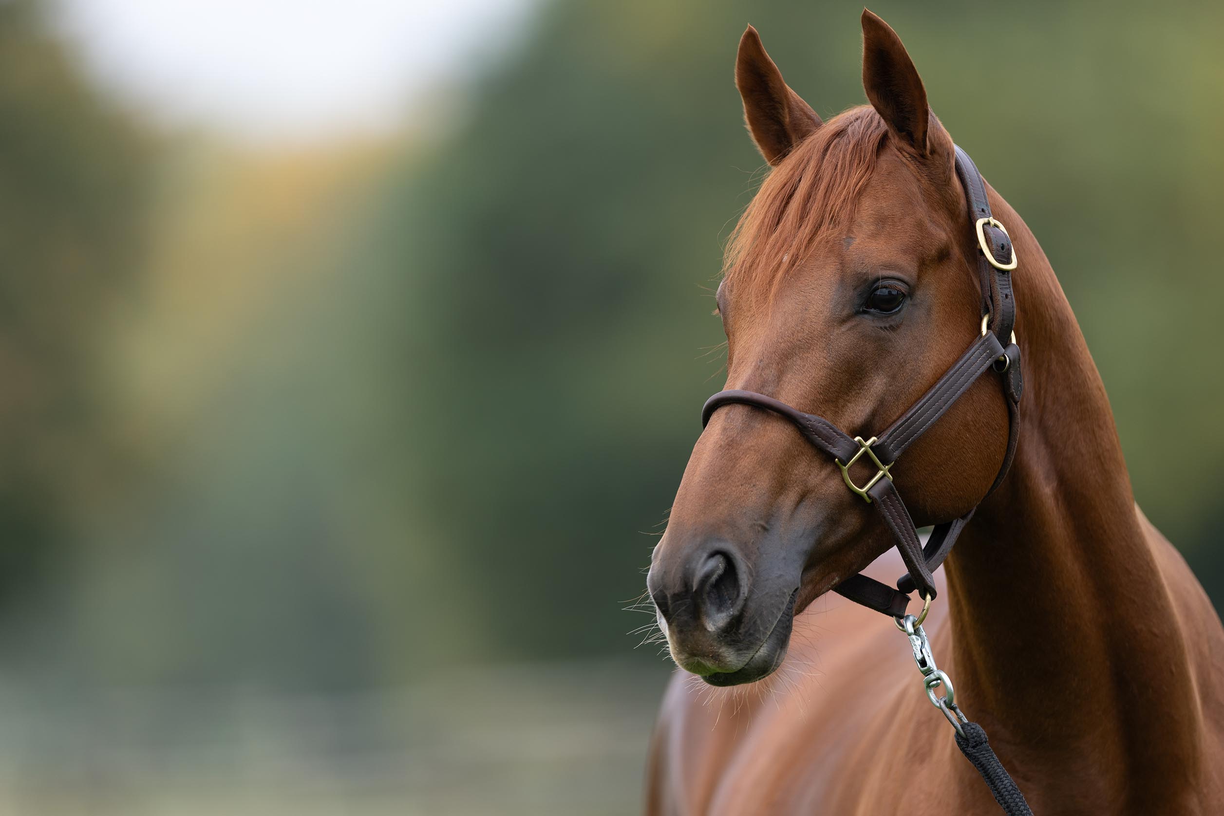 Deckhengst Tünnes im Portrait am 09.10.2025 im Gestüt Etzean.  Copyright by Marc Ruehl - Veroeffentlichung nur gegen Honorar (zzgl.MwSt), Namensnennung und Beleg, Bank Routing Number: BIC GENODED1PAF, Bank Account Number: IBAN DE04 3706 2600 1201 6180 17, Steuer-Nr.: 203/5266/0306, Ust_Id_Nr.: De 100281417, Zur Gaulshuette 29, 50181 Bedburg, Phone: +49-(0)2272-83351, www.marcruehl.com, info@marcruehl.com, Speichern in Bilddatenbanken oder Vervielfältigung ist ohne schriftliche Genehmigung nicht gestattet. Für redaktionelle Nutzung - gegen Honorarzahlung - freigegeben. Bei nicht journalistischer Verwendung bitten wir um Rücksprac