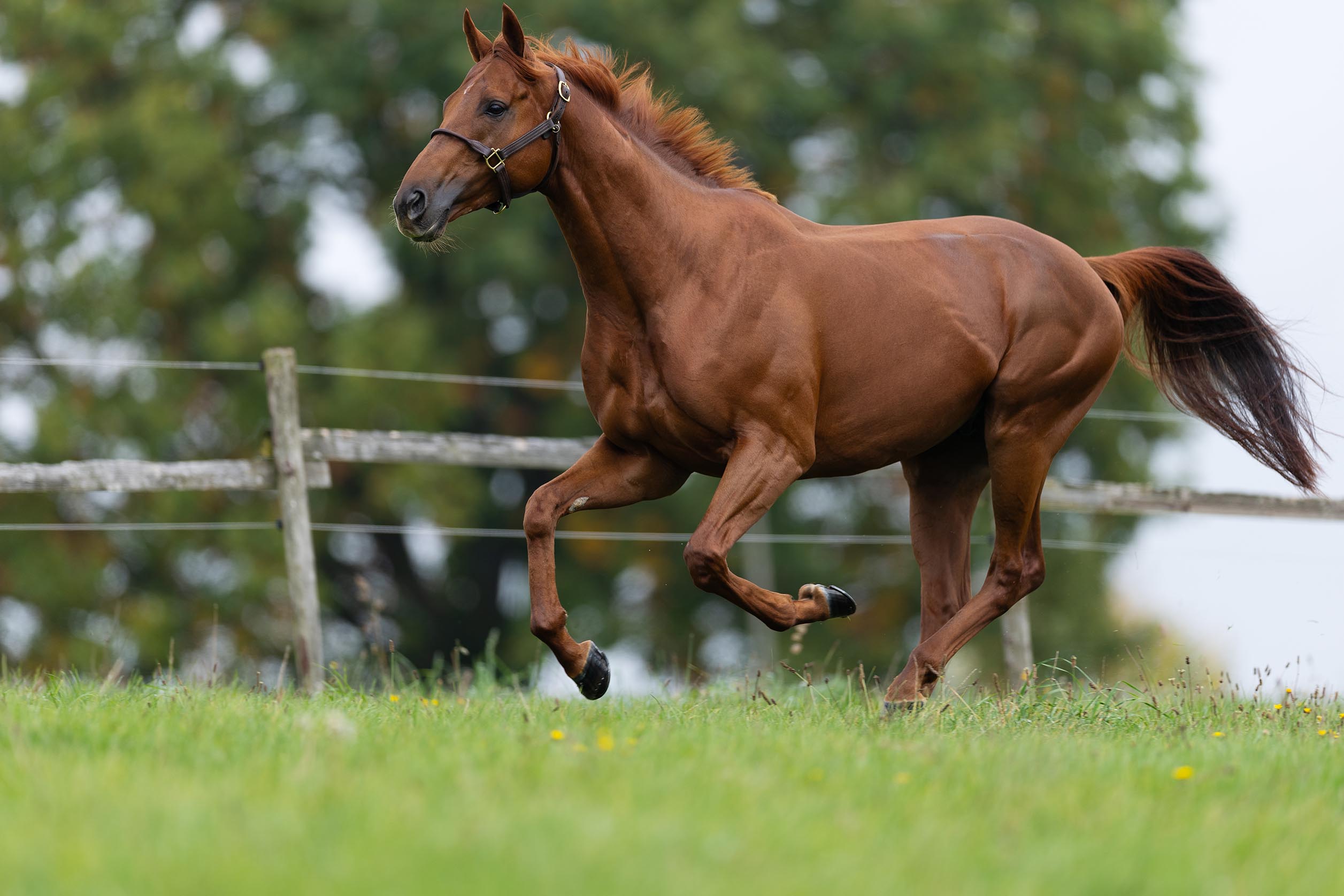 Deckhengst Tünnes im Galopp auf der Weide am 09.10.2025 im Gestüt Etzean.  Copyright by Marc Ruehl - Veroeffentlichung nur gegen Honorar (zzgl.MwSt), Namensnennung und Beleg, Bank Routing Number: BIC GENODED1PAF, Bank Account Number: IBAN DE04 3706 2600 1201 6180 17, Steuer-Nr.: 203/5266/0306, Ust_Id_Nr.: De 100281417, Zur Gaulshuette 29, 50181 Bedburg, Phone: +49-(0)2272-83351, www.marcruehl.com, info@marcruehl.com, Speichern in Bilddatenbanken oder Vervielfältigung ist ohne schriftliche Genehmigung nicht gestattet. Für redaktionelle Nutzung - gegen Honorarzahlung - freigegeben. Bei nicht journalistischer Verwendung bitten wir um Rücksprac