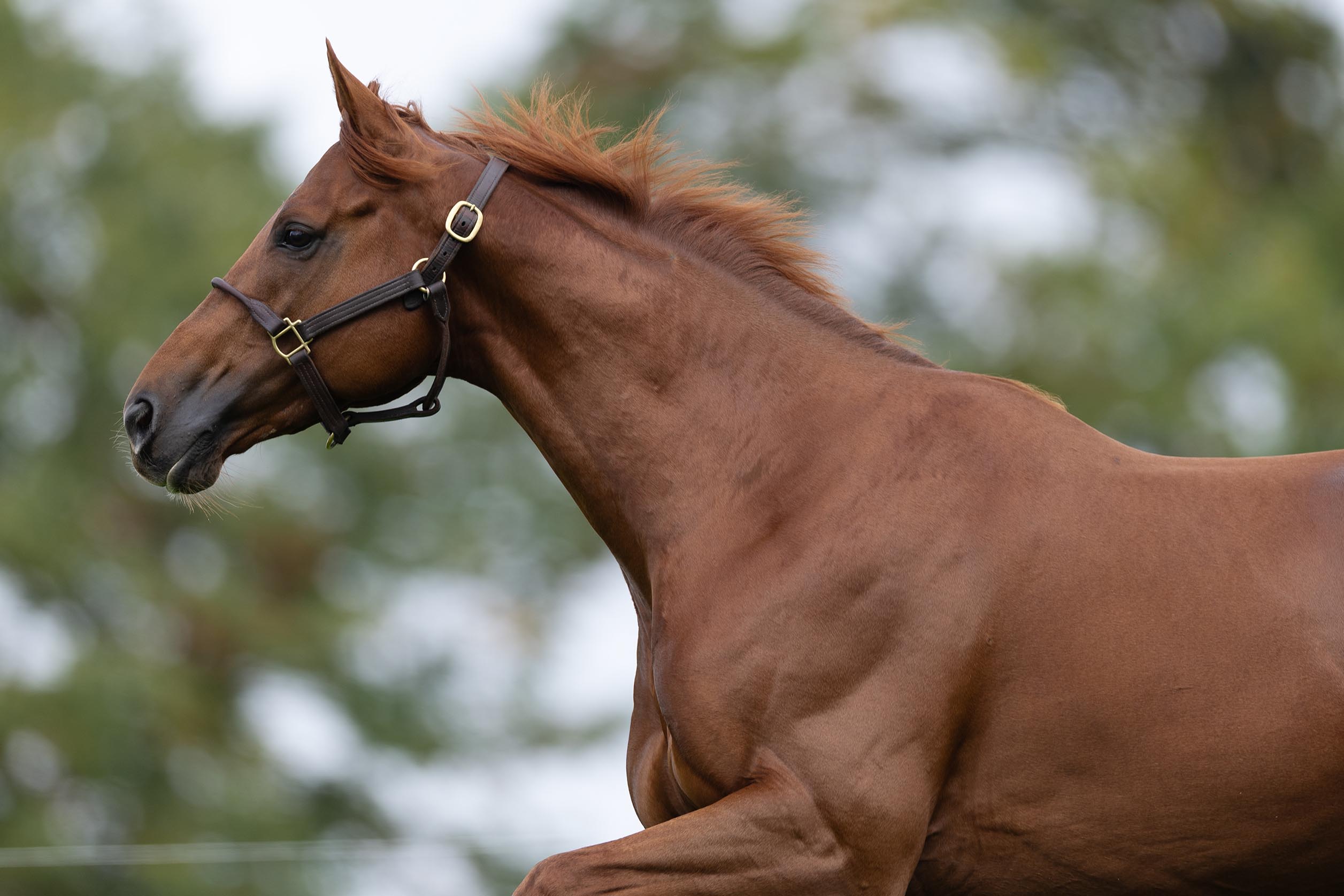 Deckhengst Tünnes im Galopp auf der Weide am 09.10.2025 im Gestüt Etzean.  Copyright by Marc Ruehl - Veroeffentlichung nur gegen Honorar (zzgl.MwSt), Namensnennung und Beleg, Bank Routing Number: BIC GENODED1PAF, Bank Account Number: IBAN DE04 3706 2600 1201 6180 17, Steuer-Nr.: 203/5266/0306, Ust_Id_Nr.: De 100281417, Zur Gaulshuette 29, 50181 Bedburg, Phone: +49-(0)2272-83351, www.marcruehl.com, info@marcruehl.com, Speichern in Bilddatenbanken oder Vervielfältigung ist ohne schriftliche Genehmigung nicht gestattet. Für redaktionelle Nutzung - gegen Honorarzahlung - freigegeben. Bei nicht journalistischer Verwendung bitten wir um Rücksprac