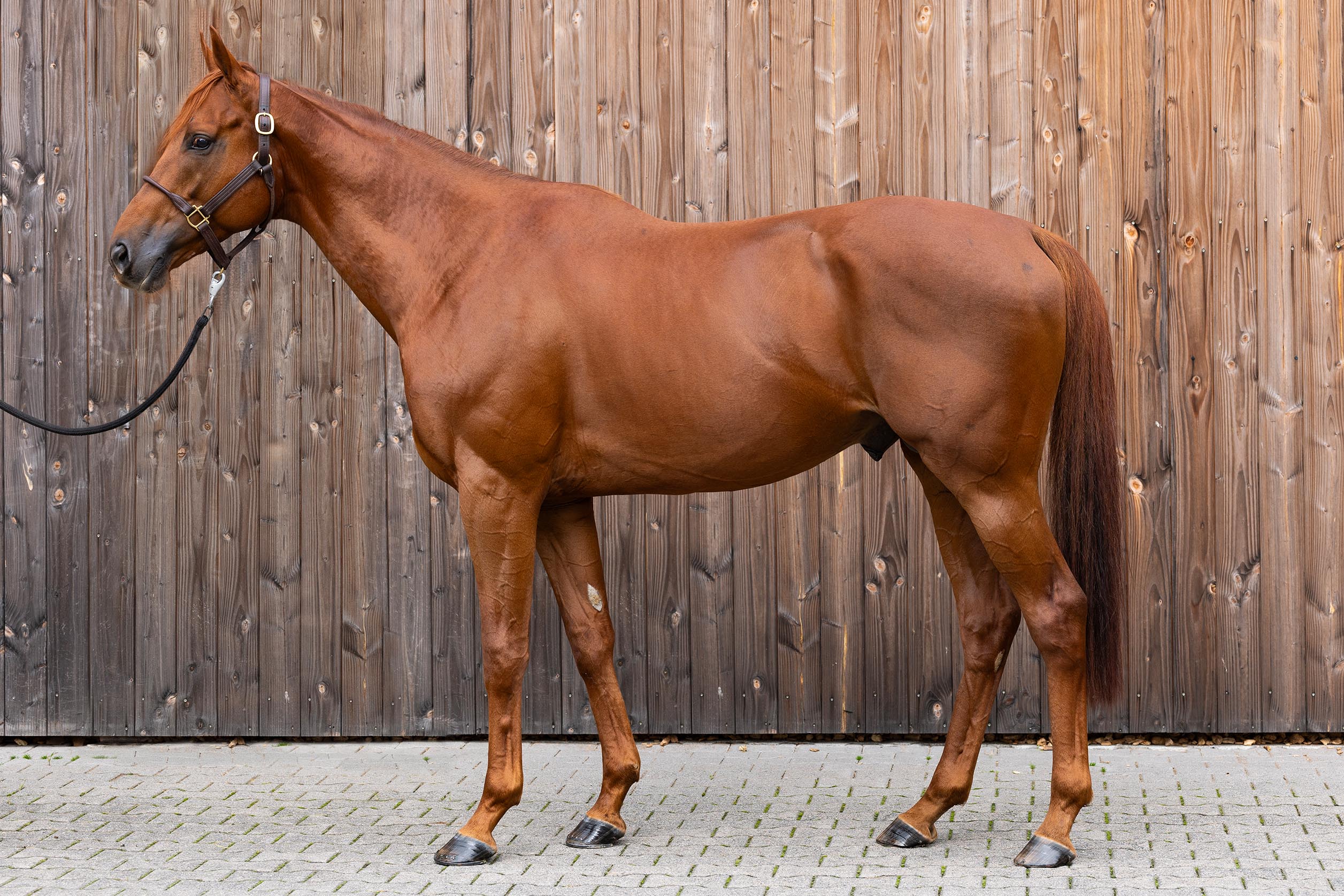 Deckhengst Tünnes im Portrait am 09.10.2025 im Gestüt Etzean.  Copyright by Marc Ruehl - Veroeffentlichung nur gegen Honorar (zzgl.MwSt), Namensnennung und Beleg, Bank Routing Number: BIC GENODED1PAF, Bank Account Number: IBAN DE04 3706 2600 1201 6180 17, Steuer-Nr.: 203/5266/0306, Ust_Id_Nr.: De 100281417, Zur Gaulshuette 29, 50181 Bedburg, Phone: +49-(0)2272-83351, www.marcruehl.com, info@marcruehl.com, Speichern in Bilddatenbanken oder Vervielfältigung ist ohne schriftliche Genehmigung nicht gestattet. Für redaktionelle Nutzung - gegen Honorarzahlung - freigegeben. Bei nicht journalistischer Verwendung bitten wir um Rücksprac